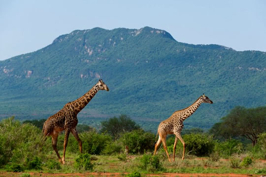 2 Days Tsavo East and Tsavo West Safari